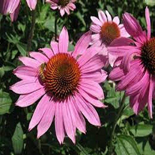 ECHINACEA P. &