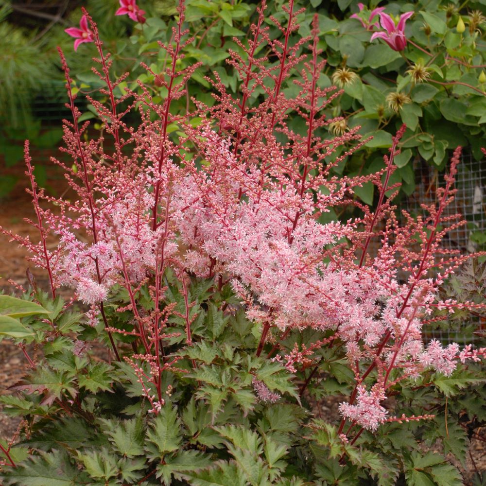 ASTILBE &
