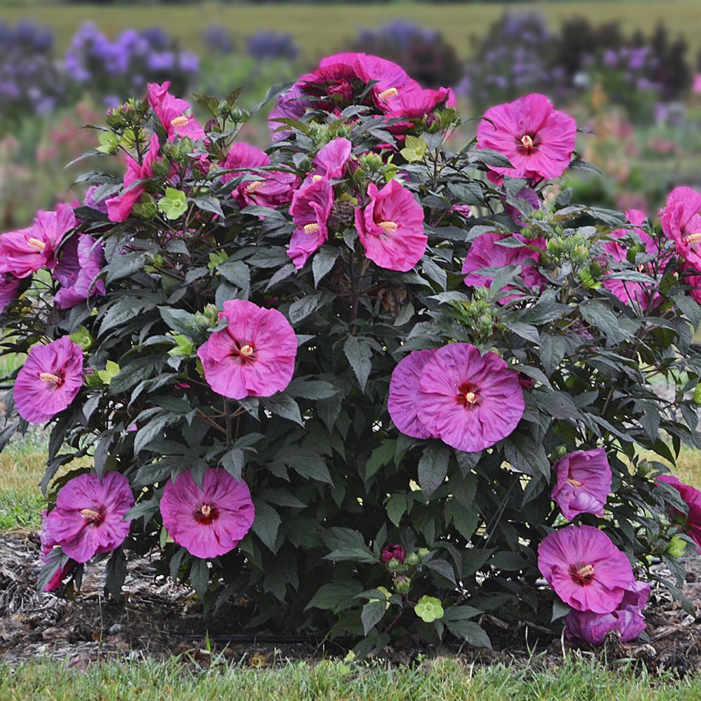 HIBISCUS X &