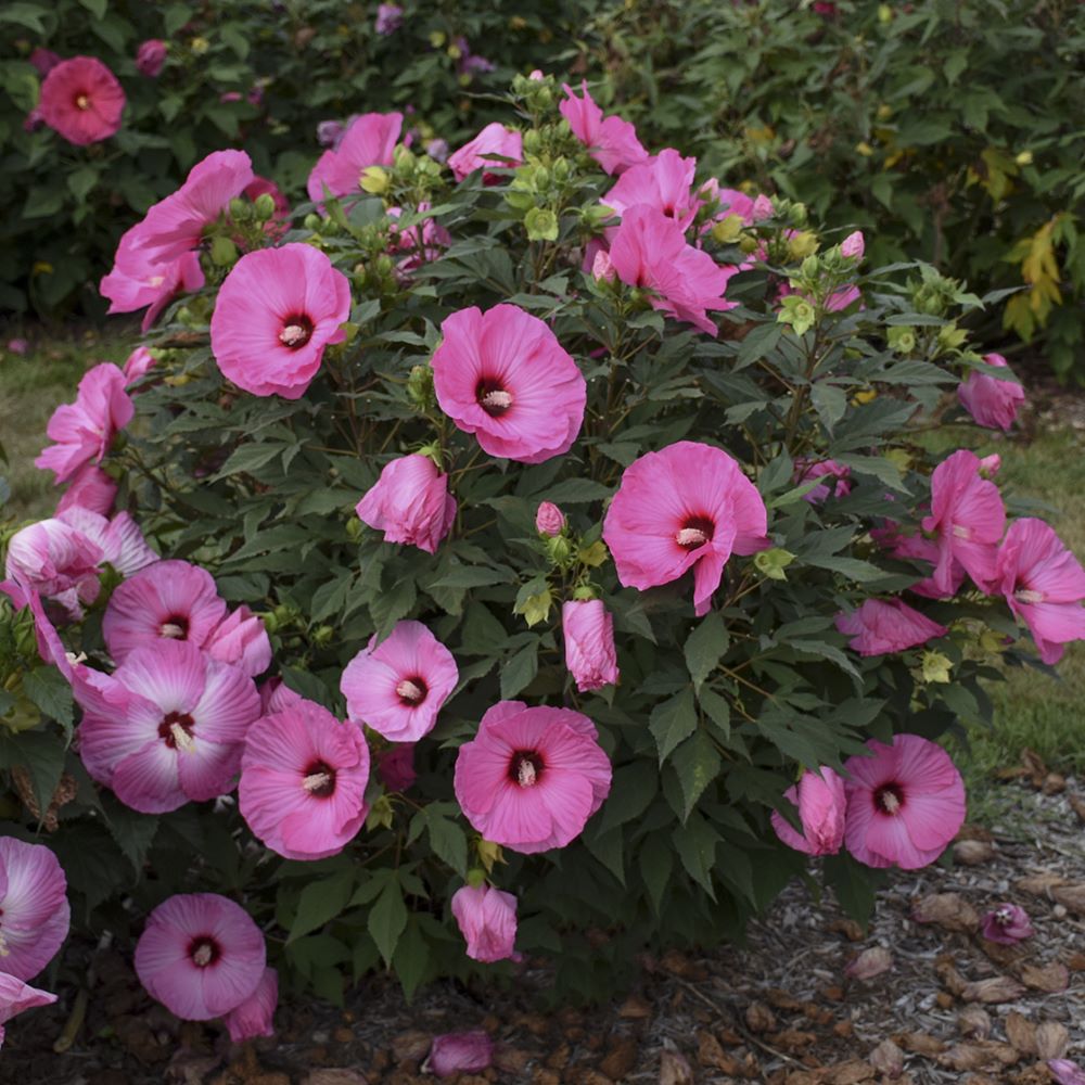 HIBISCUS X &