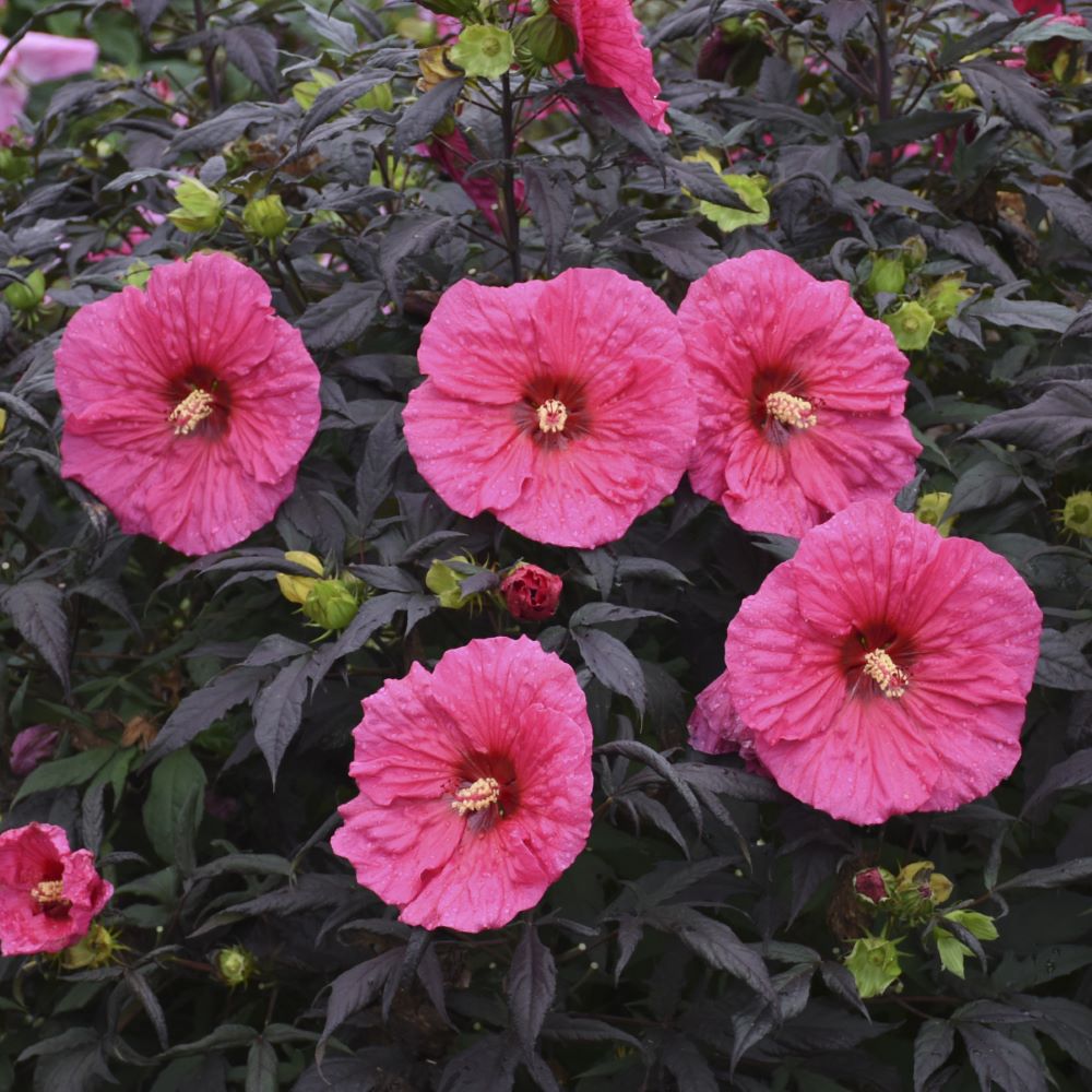 HIBISCUS X &