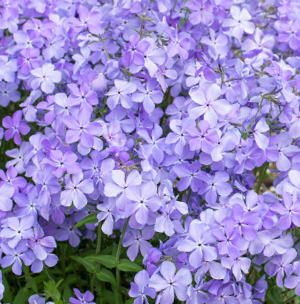 Blue Moon Phlox (PHLOX D. BLUE MOON) - 1 gallon