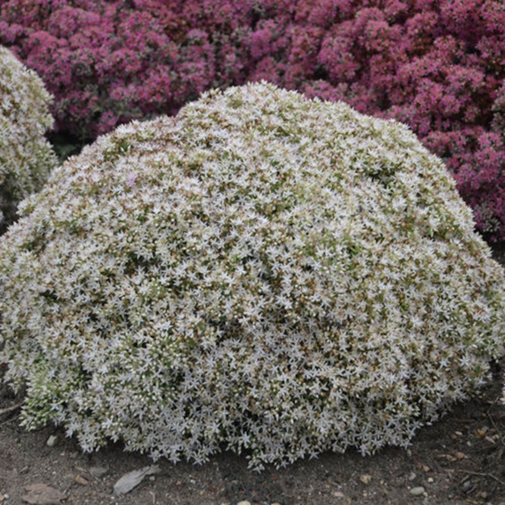 SEDUM ROCK &