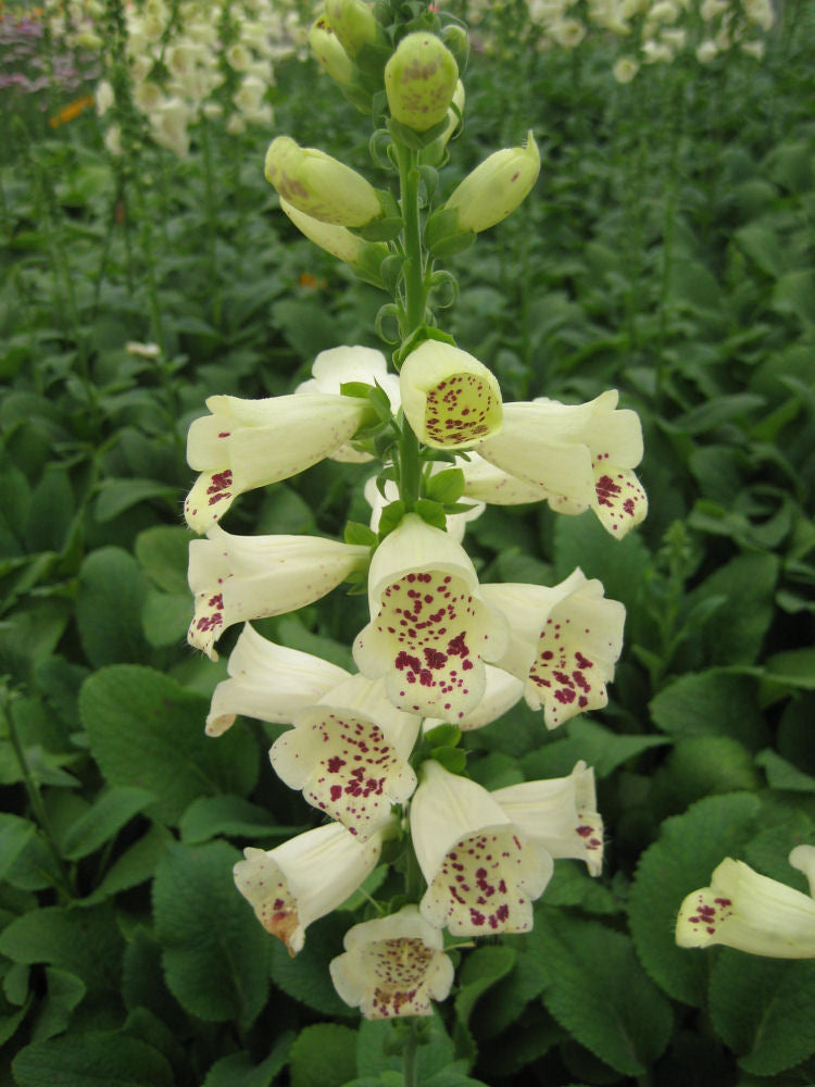 DIGITALIS P &