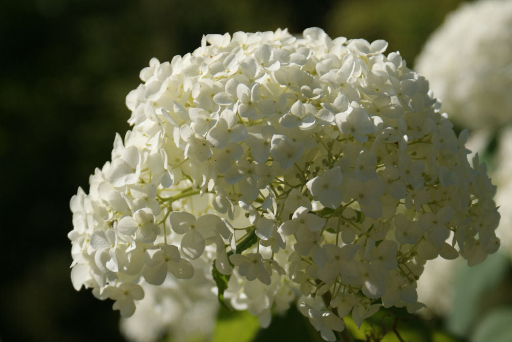 HYDRANGEA A. &
