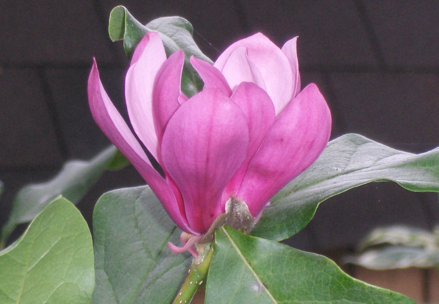 Magnolia Ann