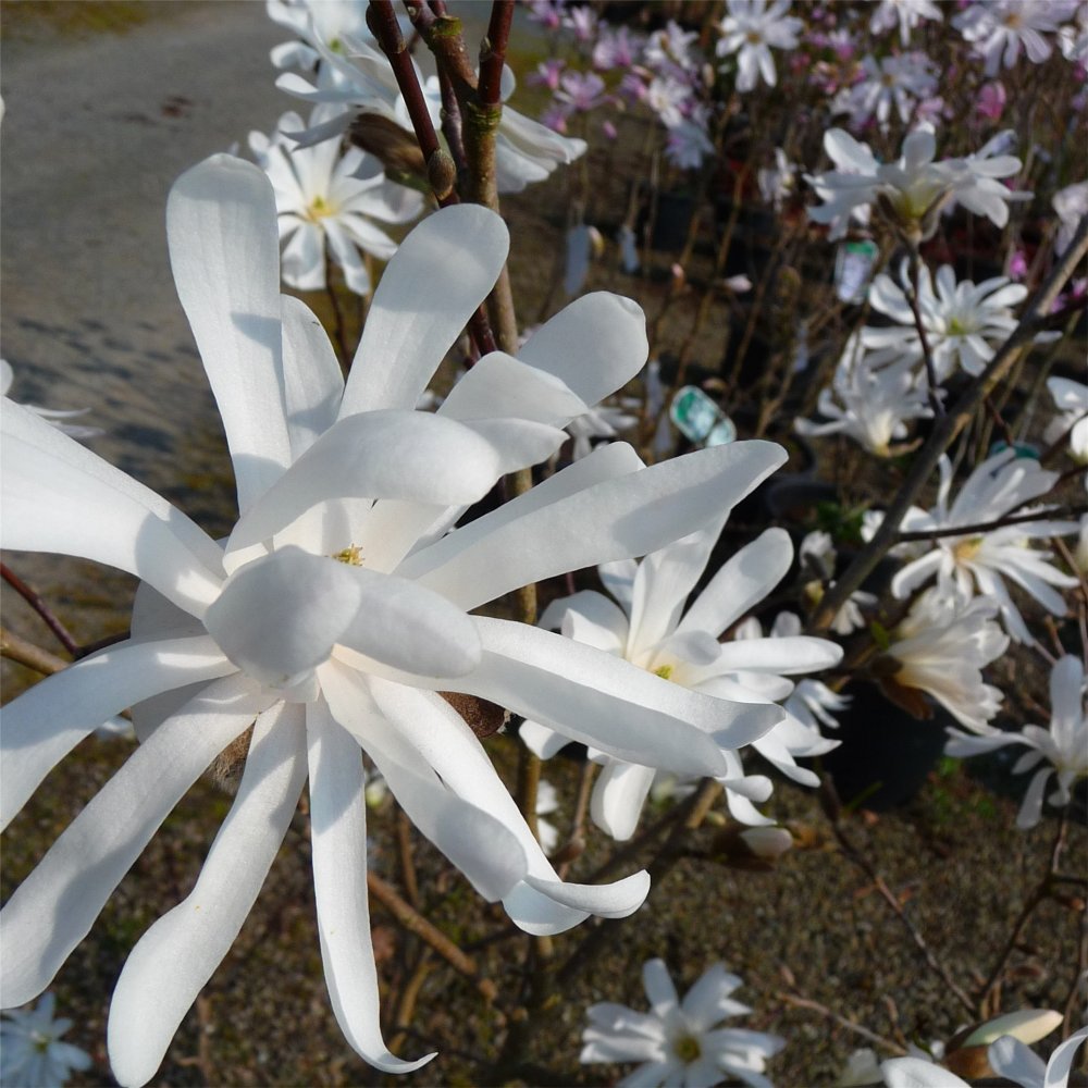 Magnolia Royal Star