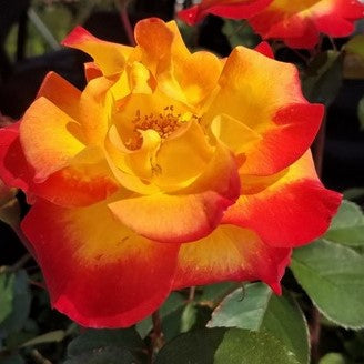 ROSE &