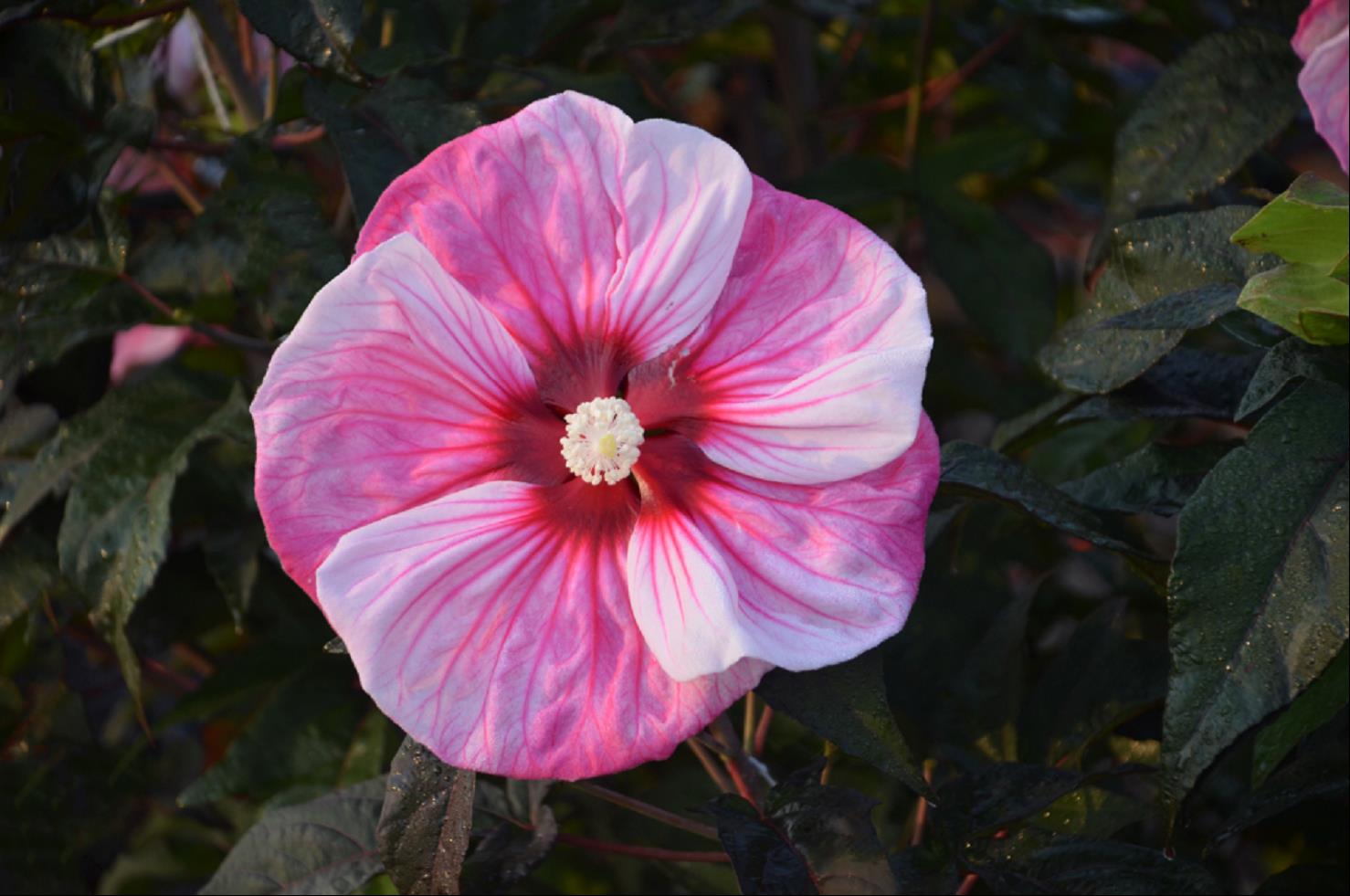 HIBISCUS &