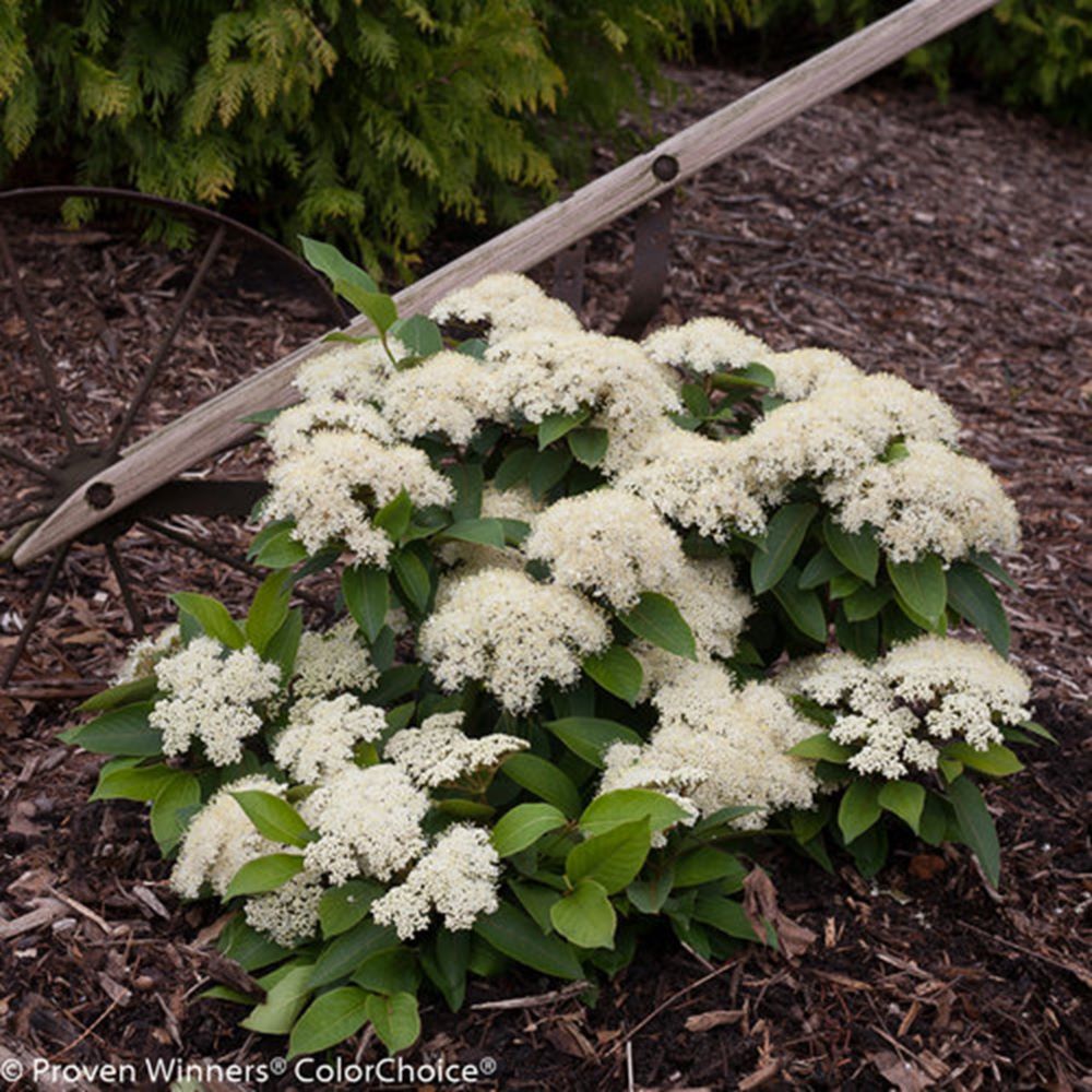 VIBURNUM CAS. &