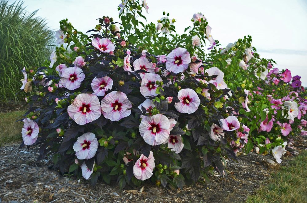 HIBISCUS X &