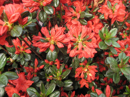AZALEA STEWARTSTONIAN  G3 15&quot;
