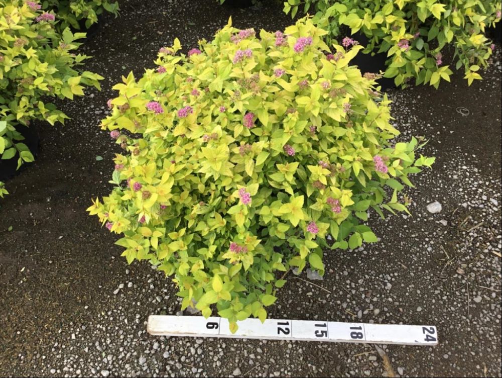 SPIRAEA JAP. &
