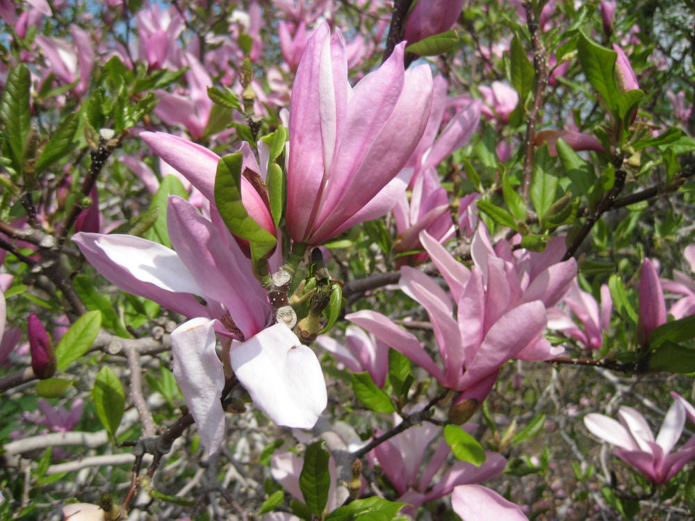 Magnolia Jane