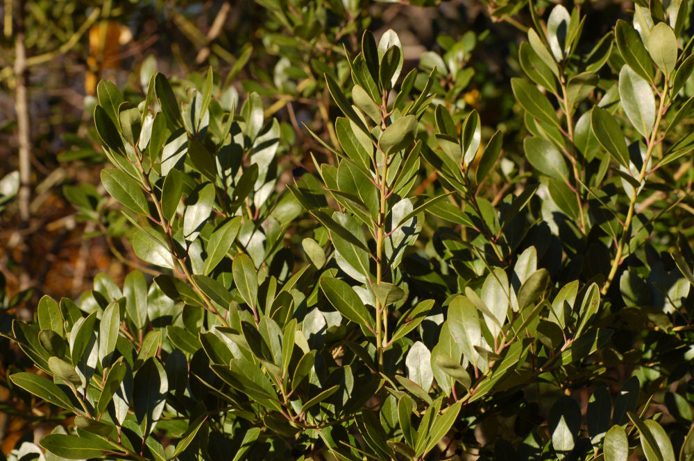 ILEX GLABRA &