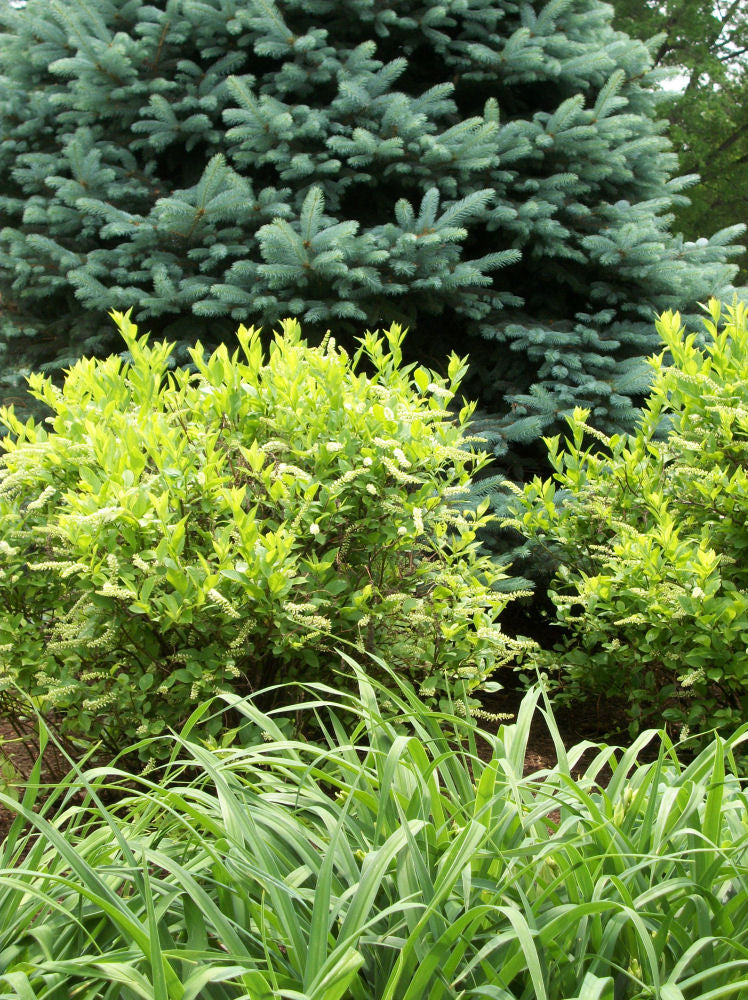 ITEA VIRGINICA &