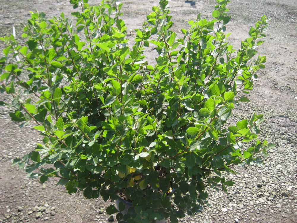 RHUS AROMATICA &