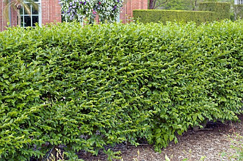 LIGUSTRUM IBOLIUM  G2 15&quot;