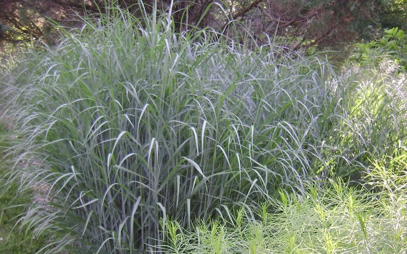 GRASS - PA. &