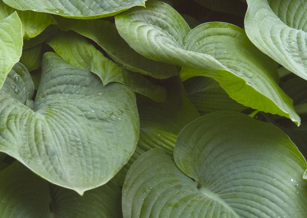 HOSTA &