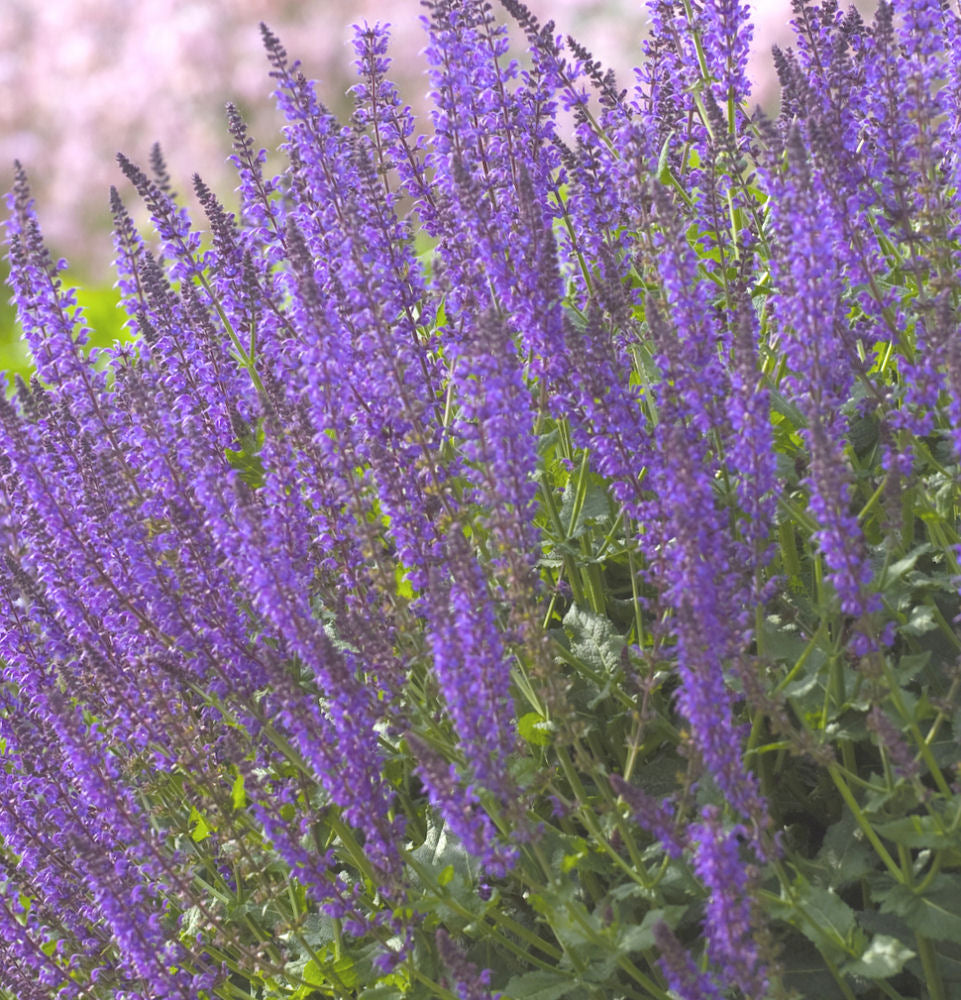 SALVIA X S. &