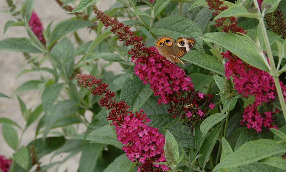 BUDDLEIA &