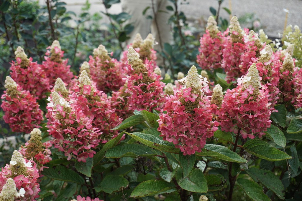 HYDRANGEA P &