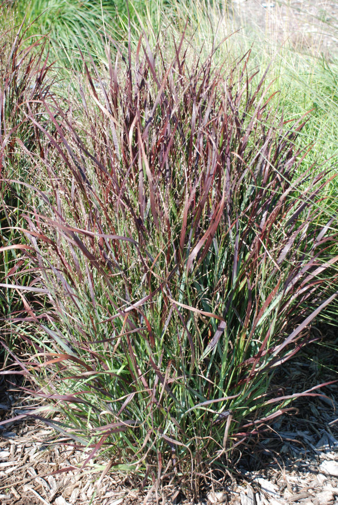 GRASS - PA. &