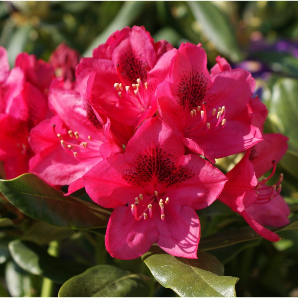 RHODO. &