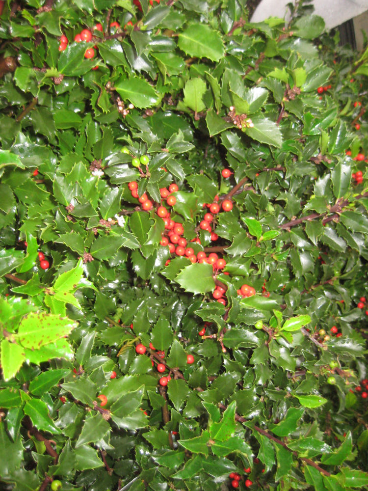 Royal Family (Blue Prince/Blue Princess) Holly (ILEX ROYAL FAMILY-PRINCE/PRINCESS) - 3 gallon 15&quot;