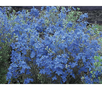 DELPHINIUM GRAND. &