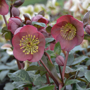 HELLEBORUS &