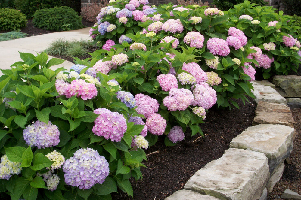 HYDRANGEA M. &