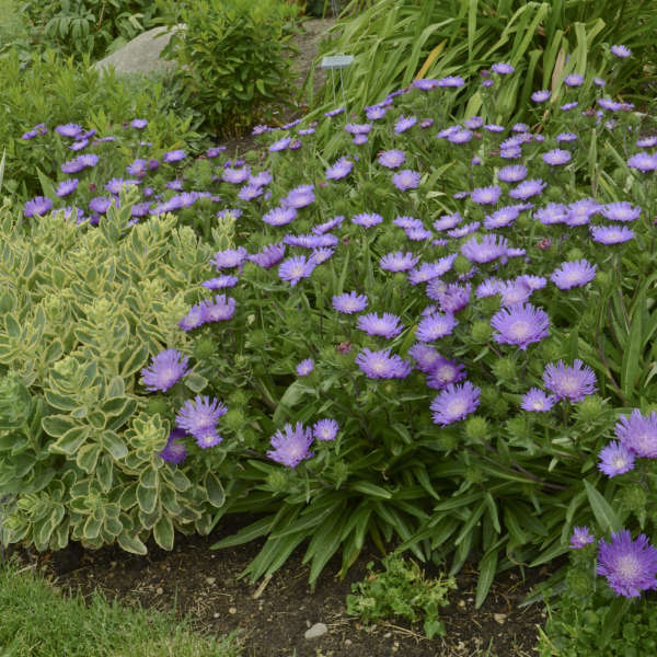 STOKESIA L. &