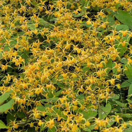 EPIMEDIUM AMBER QUEEN  19CM PTW