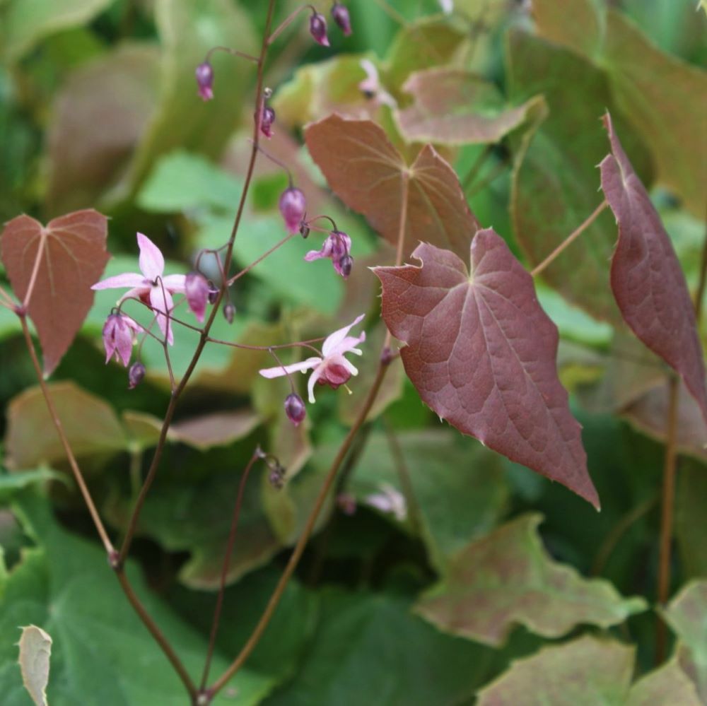 EPIMEDIUM PINK ELF 19CM PTW
