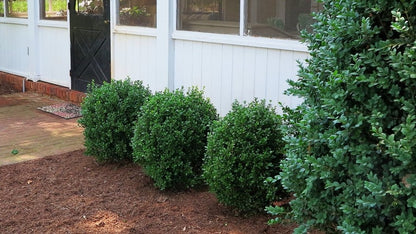 BUXUS NEWGEN FREEDOM G2 NG 10&quot;