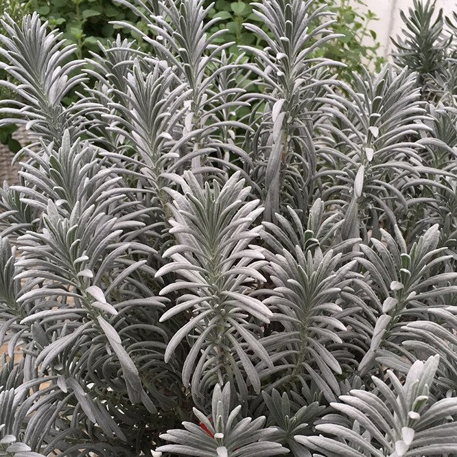 LAVANDULA X I. &
