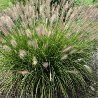 GRASS - PE. AL. &
