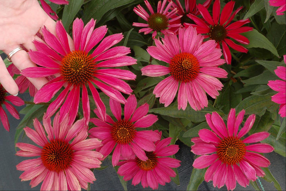 ECHINACEA &