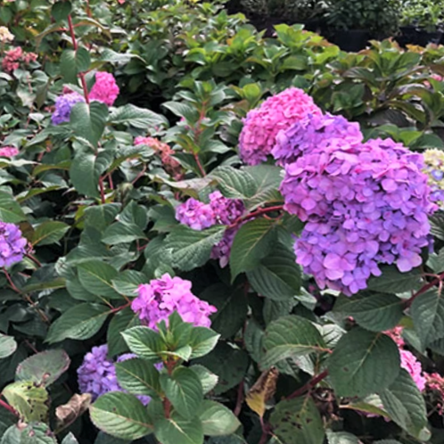 HYDRANGEA M. &
