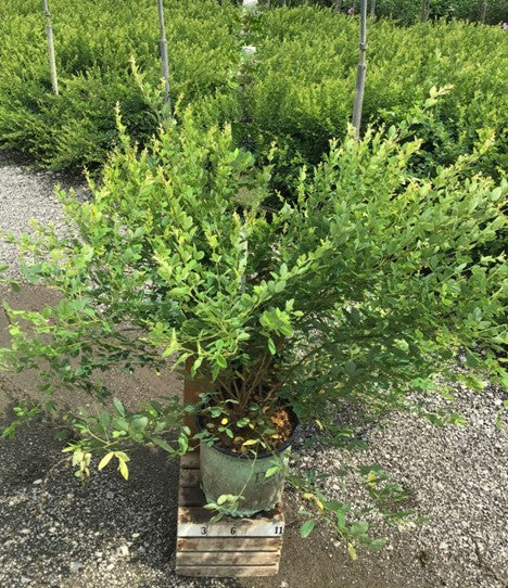 LESPEDEZA &