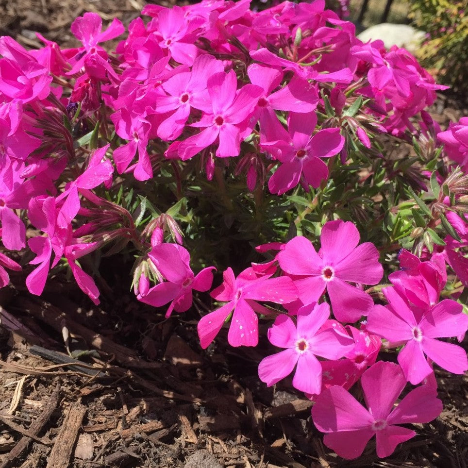 PHLOX SUB. &