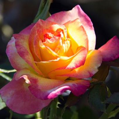 ROSE &