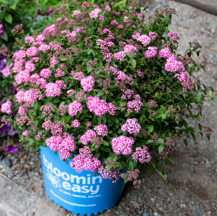 SPIRAEA POPROCKS PETITE G2 BE