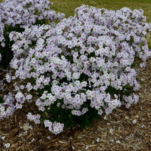 PHLOX PAN. &