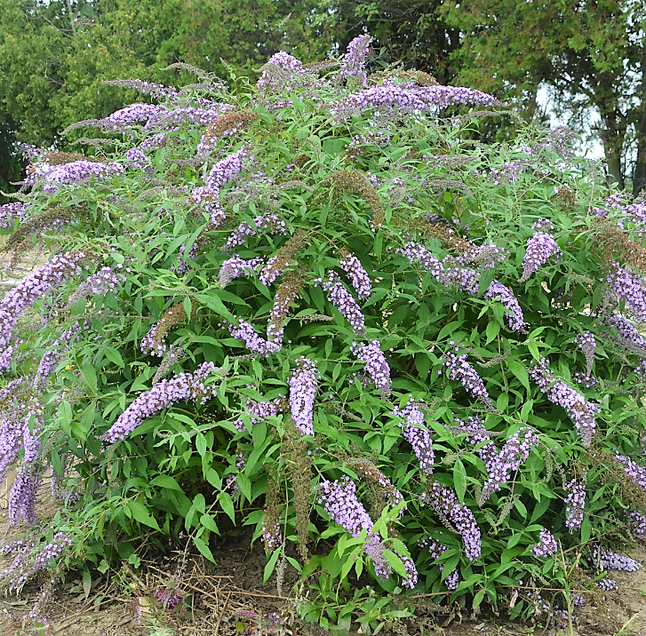 BUDDLEIA &