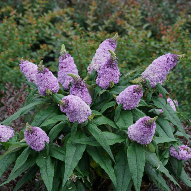 BUDDLEIA &