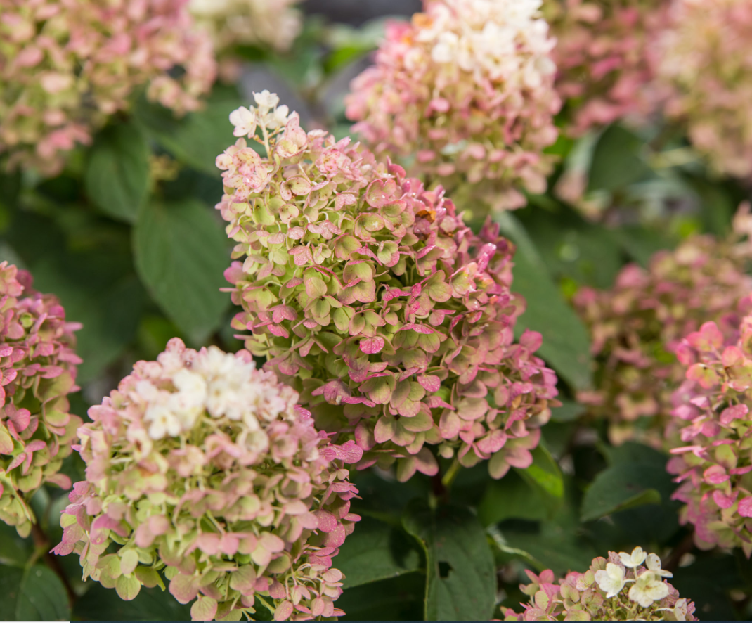 HYDRANGEA P LITTLE HOTTIE® G3 FE