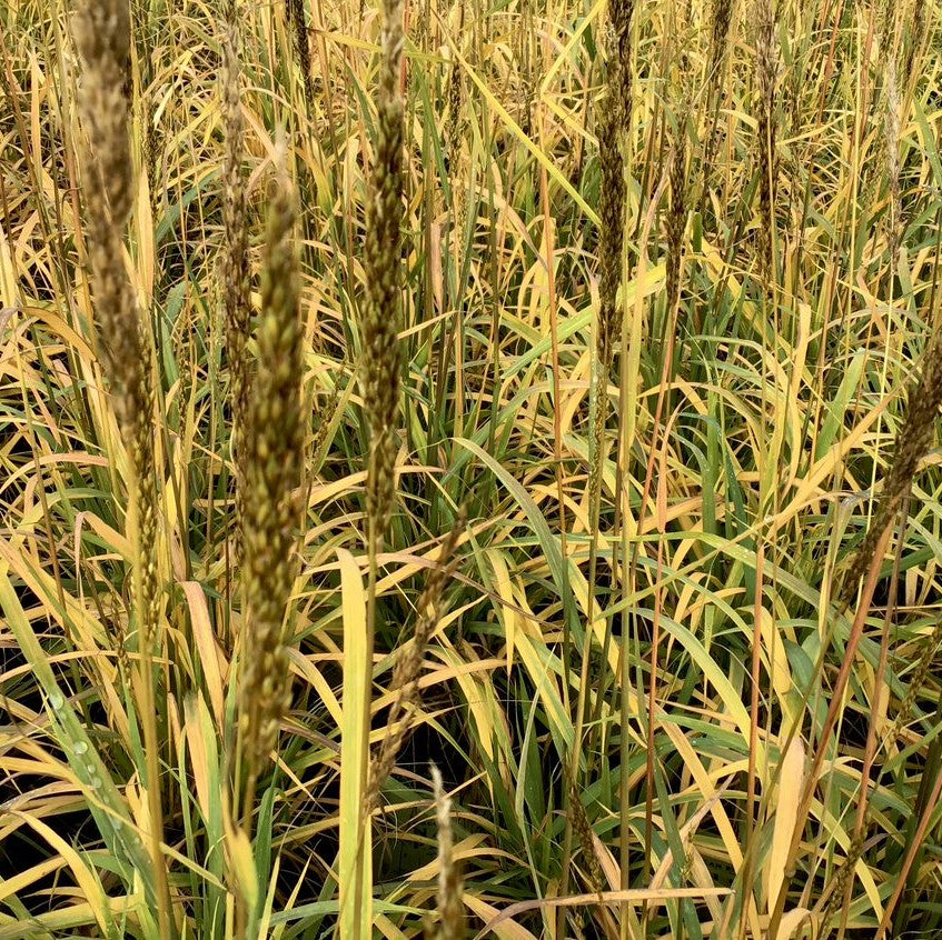 GRASS - SORG. N. GOLDEN SUNSET&